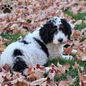 Autumn, Bernedoodle Puppy